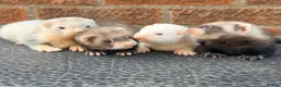 Ferret rodents for sale: Ferret kits  in Hull - Advert 1