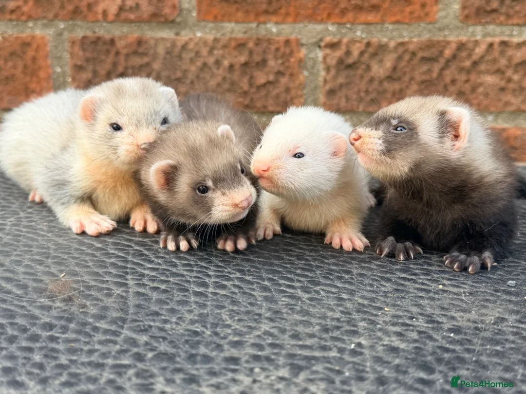 Ferret rodents for sale: Ferret kits  in Hull - Advert 1