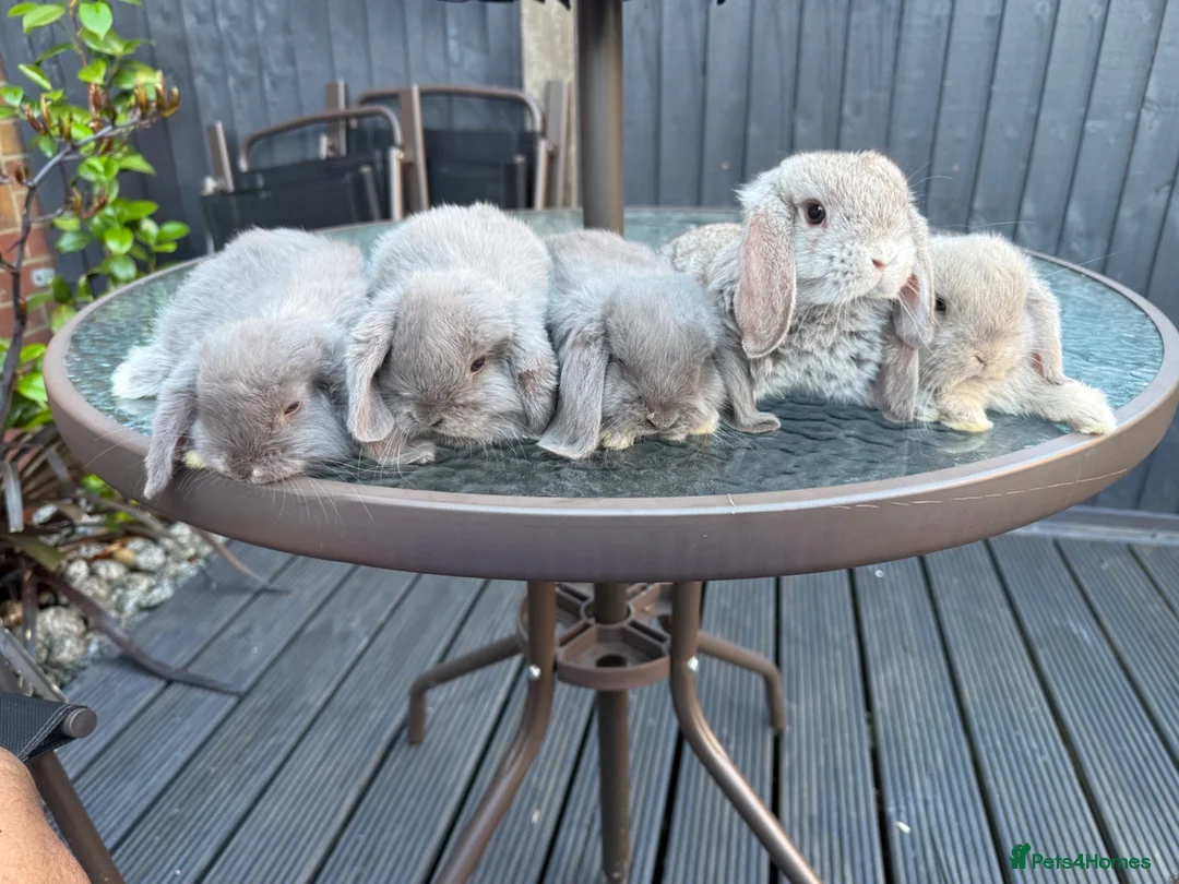 Mini Lop rabbits for sale: 🐰Mini Lop Rabbits – Ready for Loving Homes - Advert 8