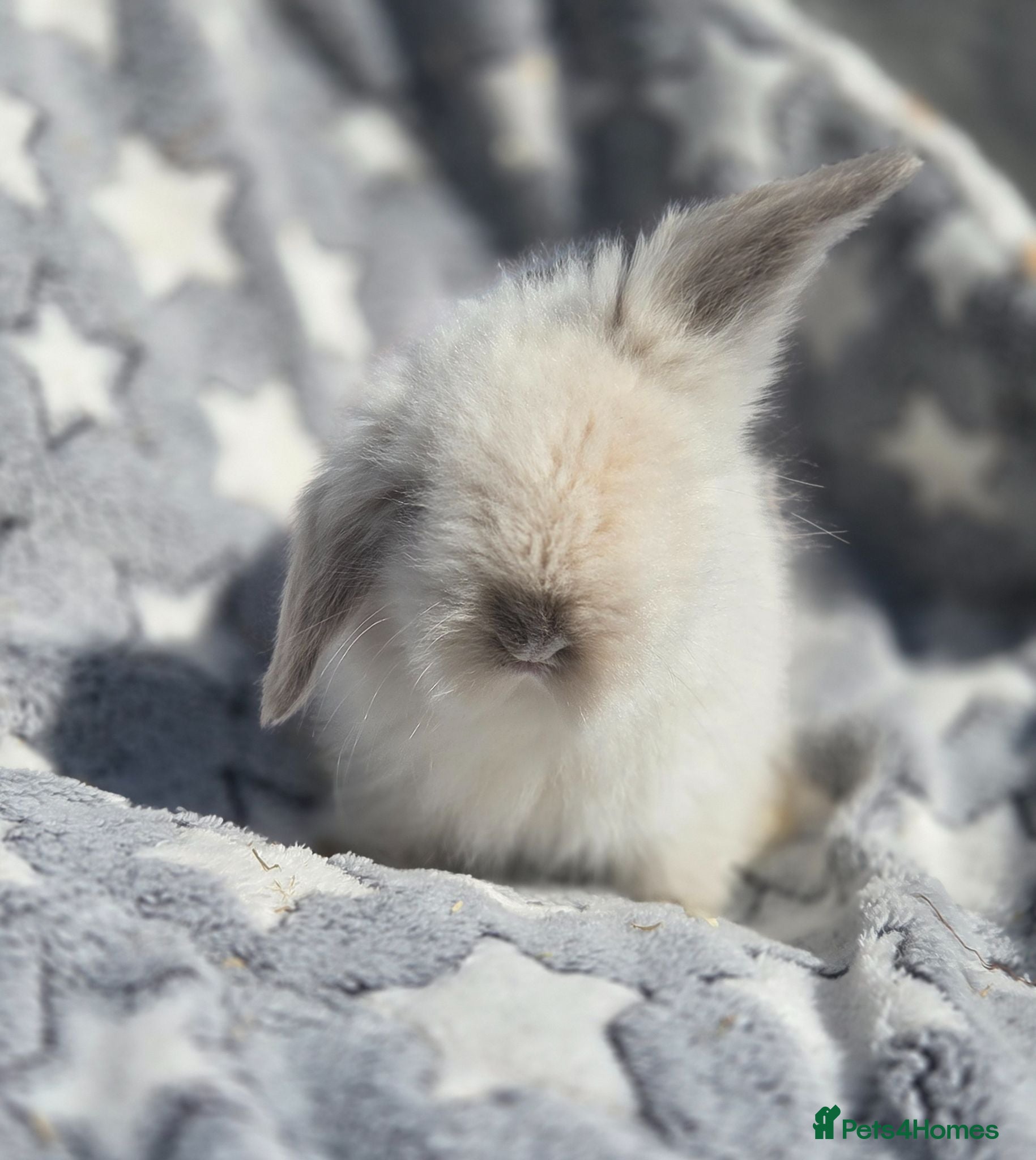 Angora rabbits Teddywidders ready to go now  - Advert 17