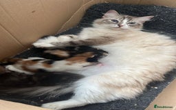 Maine Coon cats for sale: Maine coon X Ragdoll kittens - Image 4