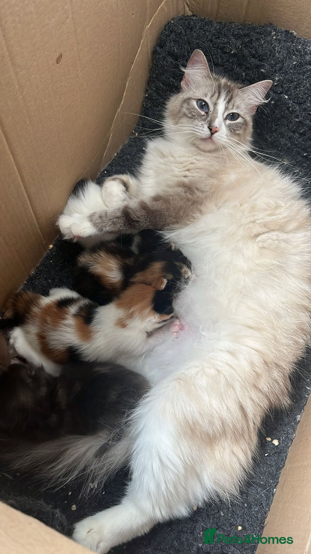 Maine Coon cats for sale: Maine coon X Ragdoll kittens - Image 4