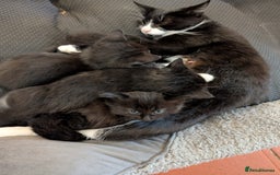 Mixed Breed cats for sale: 4 female kittens for sale - Image 2