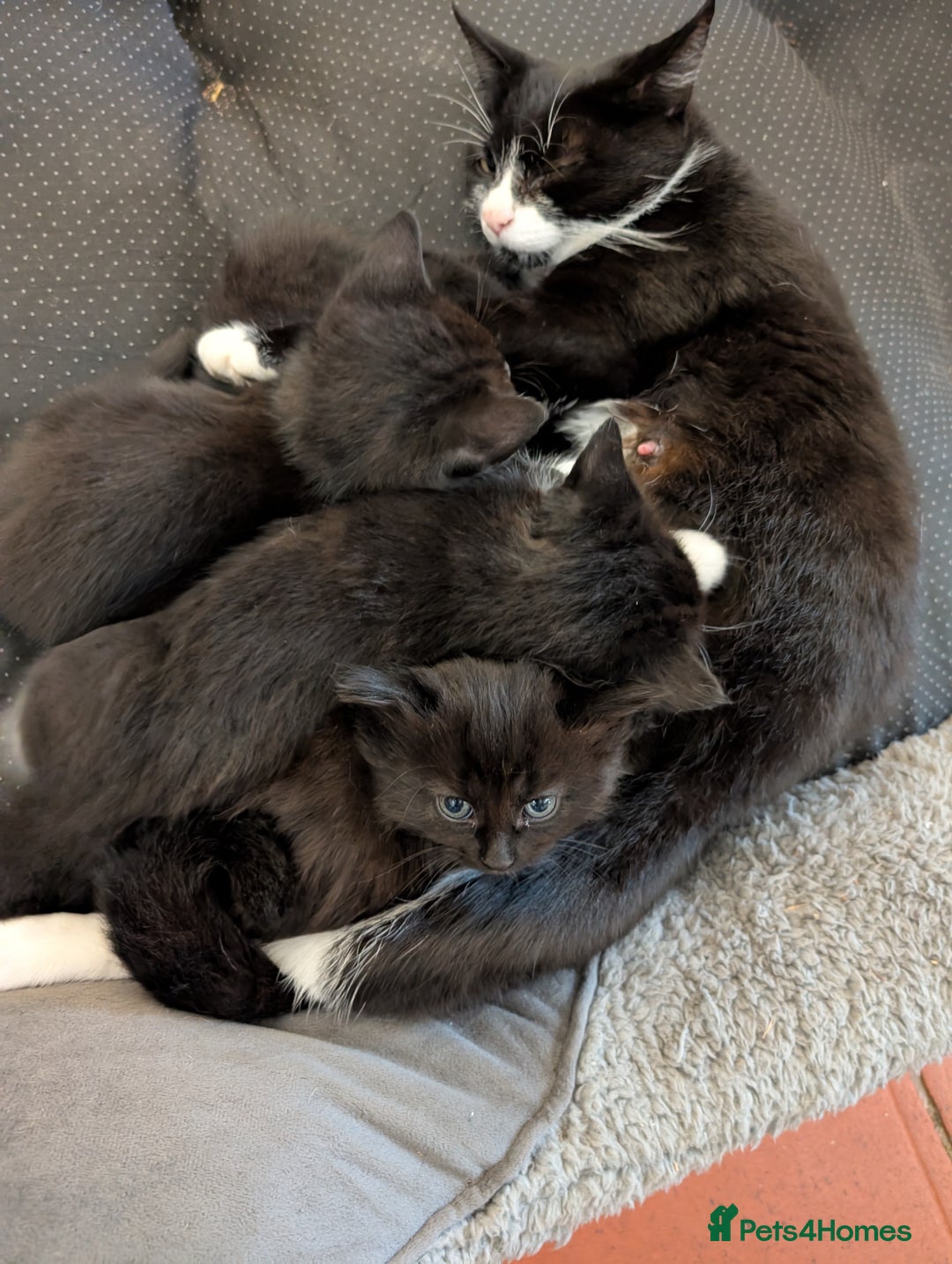 Mixed Breed cats for sale: 4 female kittens for sale - Image 2