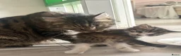Siberian cats for sale: Beautiful Siberian x kittens  - Advert 24