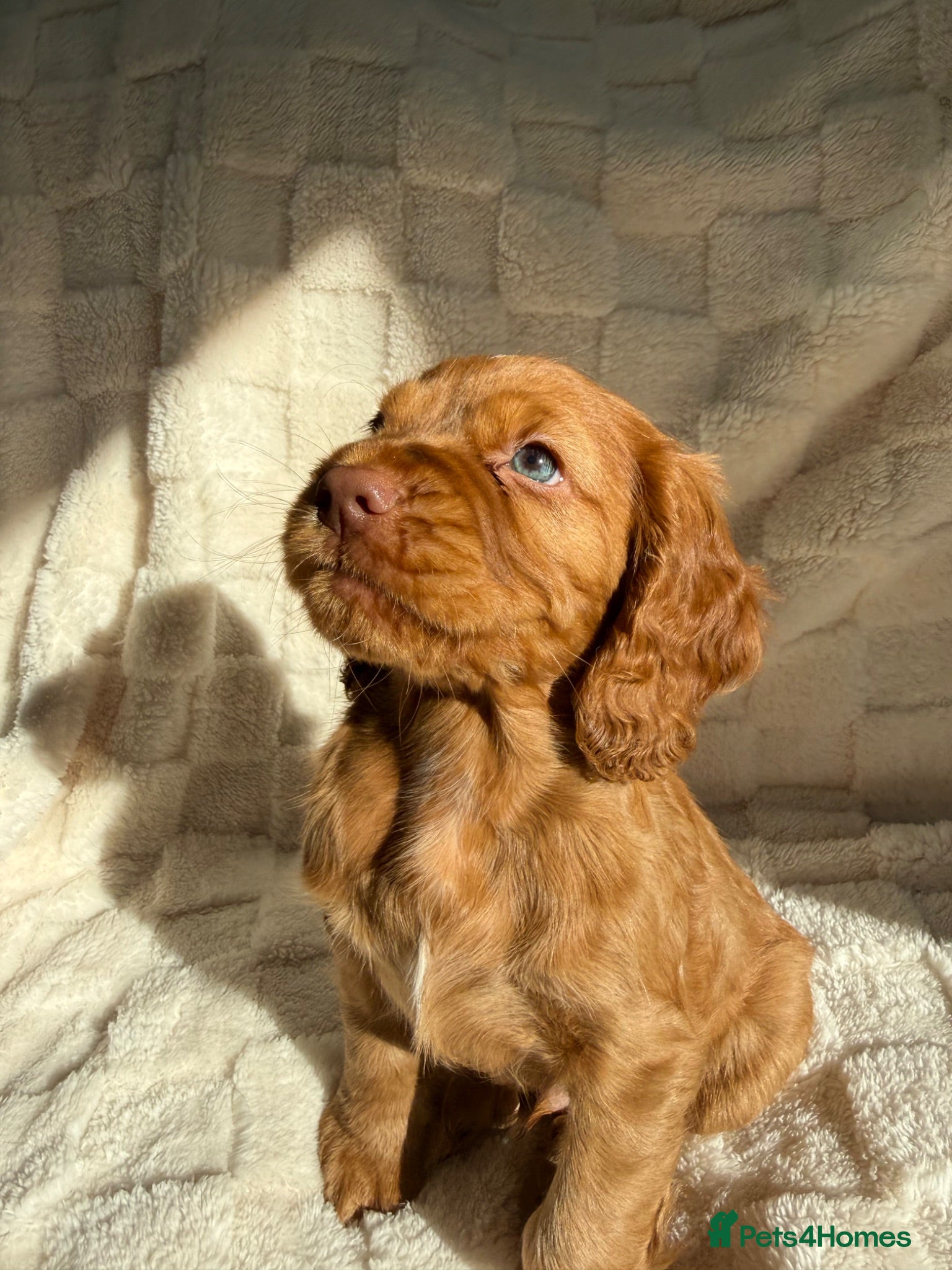 Cocker Spaniel dogs LAST 2 Gorgeous blue eyed boy KC registered cocker - Advert 2