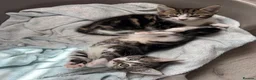 Mixed Breed cats for sale: Gorgeous kittens,boy and girl  - Advert 15