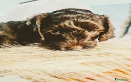 Cockapoo dogs for sale: 4 males and 1 female, chocolate coated cockerpoos  - Image 12