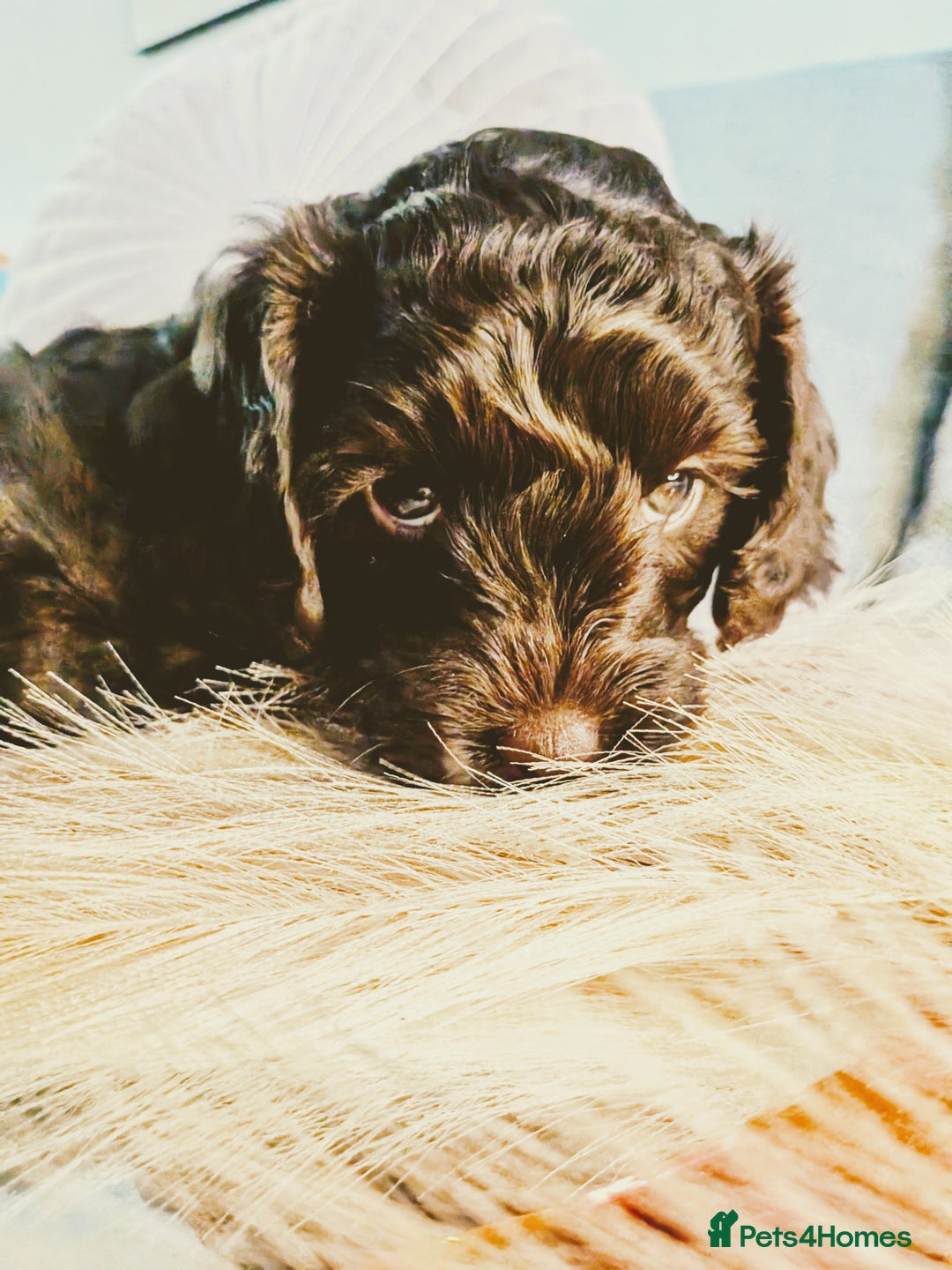Cockapoo dogs for sale: 4 males and 1 female, chocolate coated cockerpoos  - Image 12