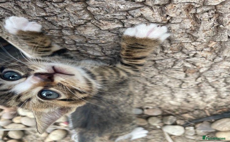Domestic Shorthair cats - Advert 10
