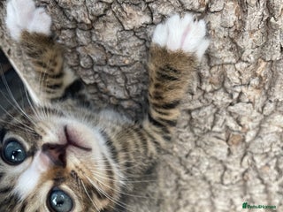 Domestic Shorthair cats - Advert 10