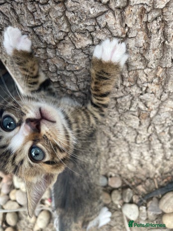 Domestic Shorthair cats - Advert 12