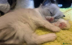 Ragdoll cats for sale: Ragdoll  - Image 7