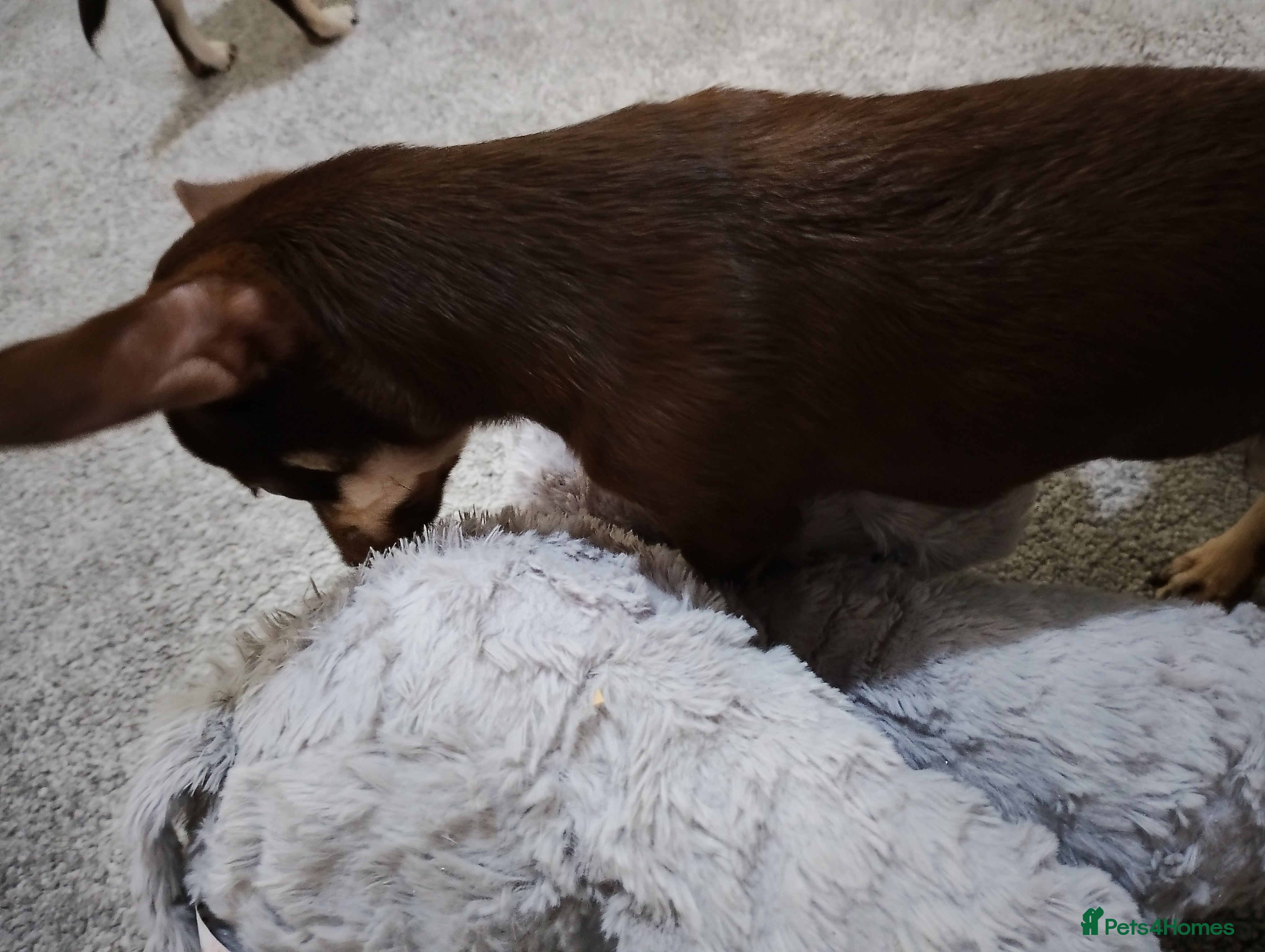 Chihuahua dogs Stunning KC REGISTERED CHIHUAHUAS 2 LEFT!! - Advert 1