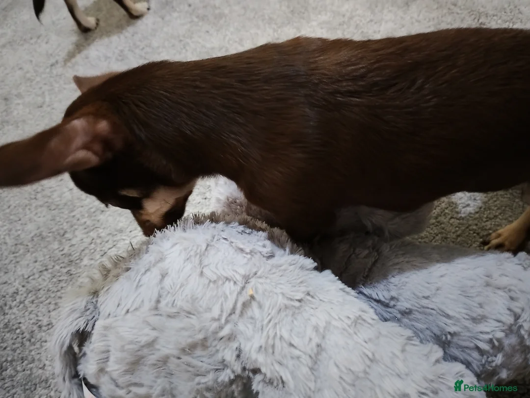 Chihuahua dogs for sale: Stunning KC REGISTERED CHIHUAHUAS 2 LEFT!! - Advert 1