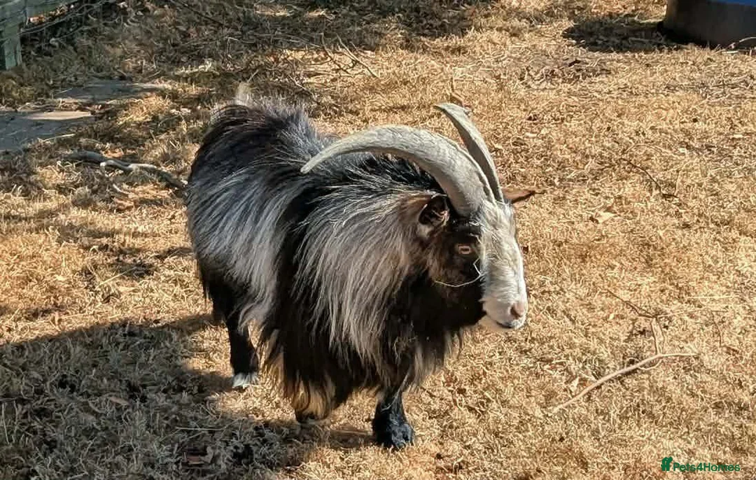 Goats livestock for sale: Pedigree Billy Goat - Advert 1