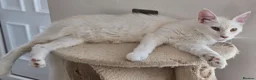 Maine Coon cats for sale: Ready now TICA registered Maine Coon kitten's - Advert 11