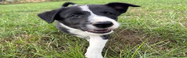 Border Collie 2