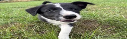 Border Collie dogs for sale: Border collie pups looking for new homes  in Leek - Advert 3