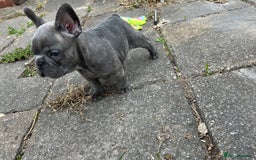 French Bulldog dogs for sale: French bulldog pups  - Image 13