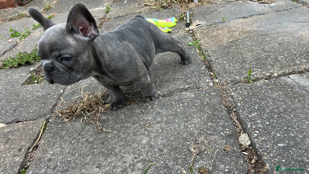 French Bulldog dogs for sale: French bulldog pups  - Image 13