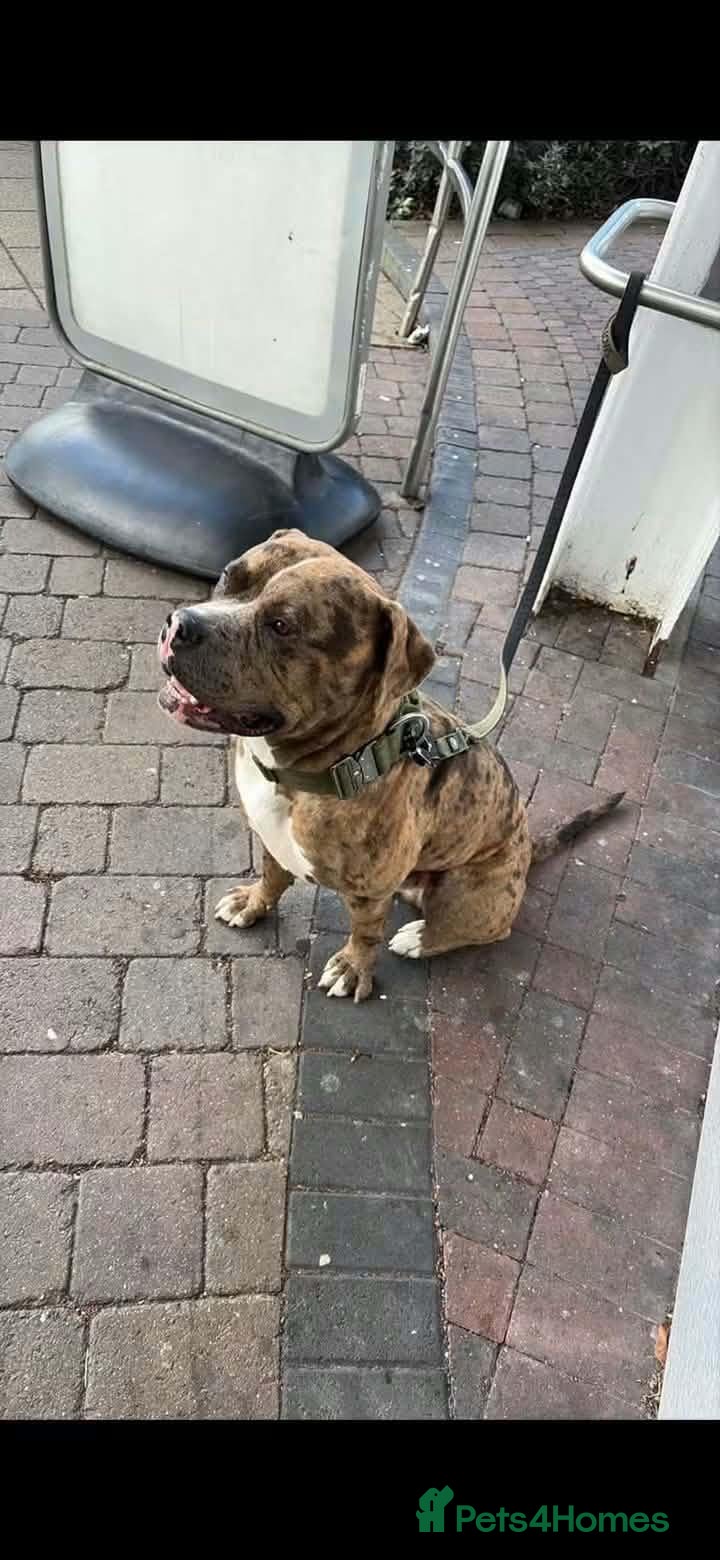 Alapaha Blue Blood Bulldog dogs 2 year old alaphala blue blood hound  - Advert 5