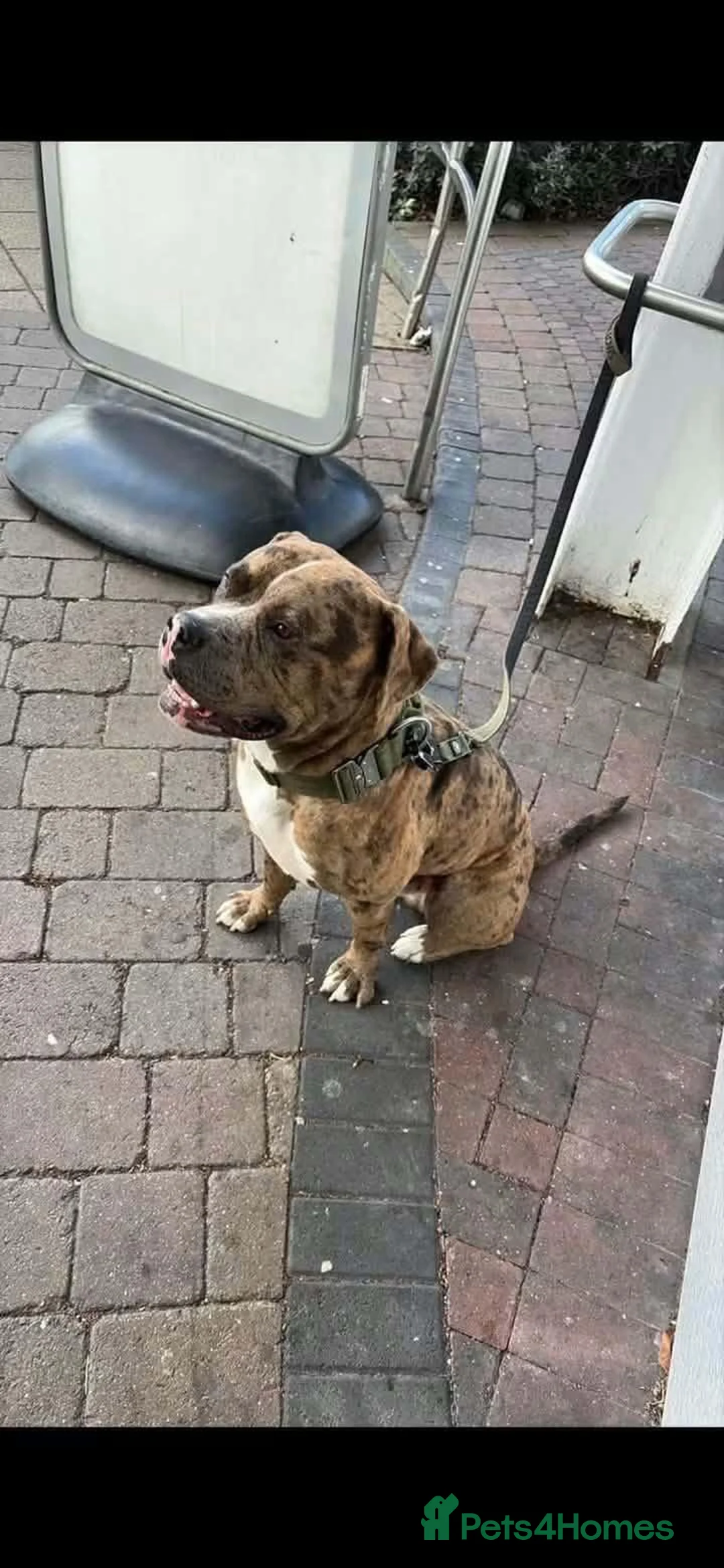 Alapaha Blue Blood Bulldog dogs for sale: 2 year old alaphala blue blood hound  in Salford - Advert 1