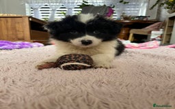 Border Collie dogs for sale: Dylan /Dill - ONLY 4 LEFT International Champion blood line - Image 5