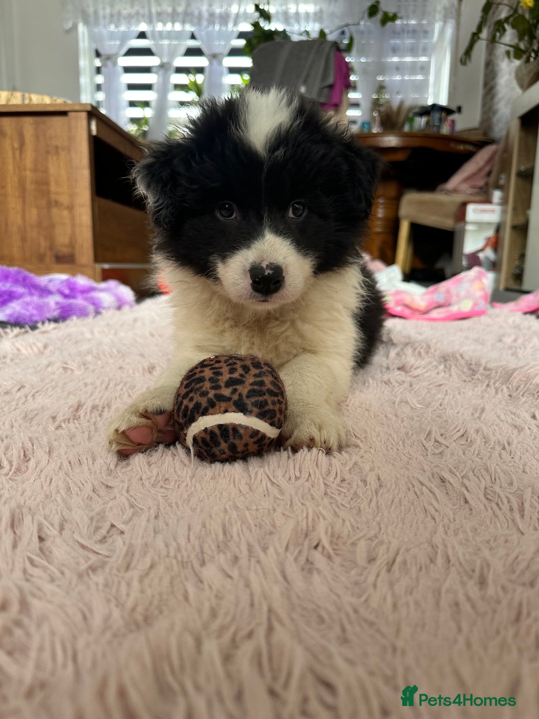 Border Collie dogs for sale: Dylan /Dill - ONLY 4 LEFT International Champion blood line - Image 5