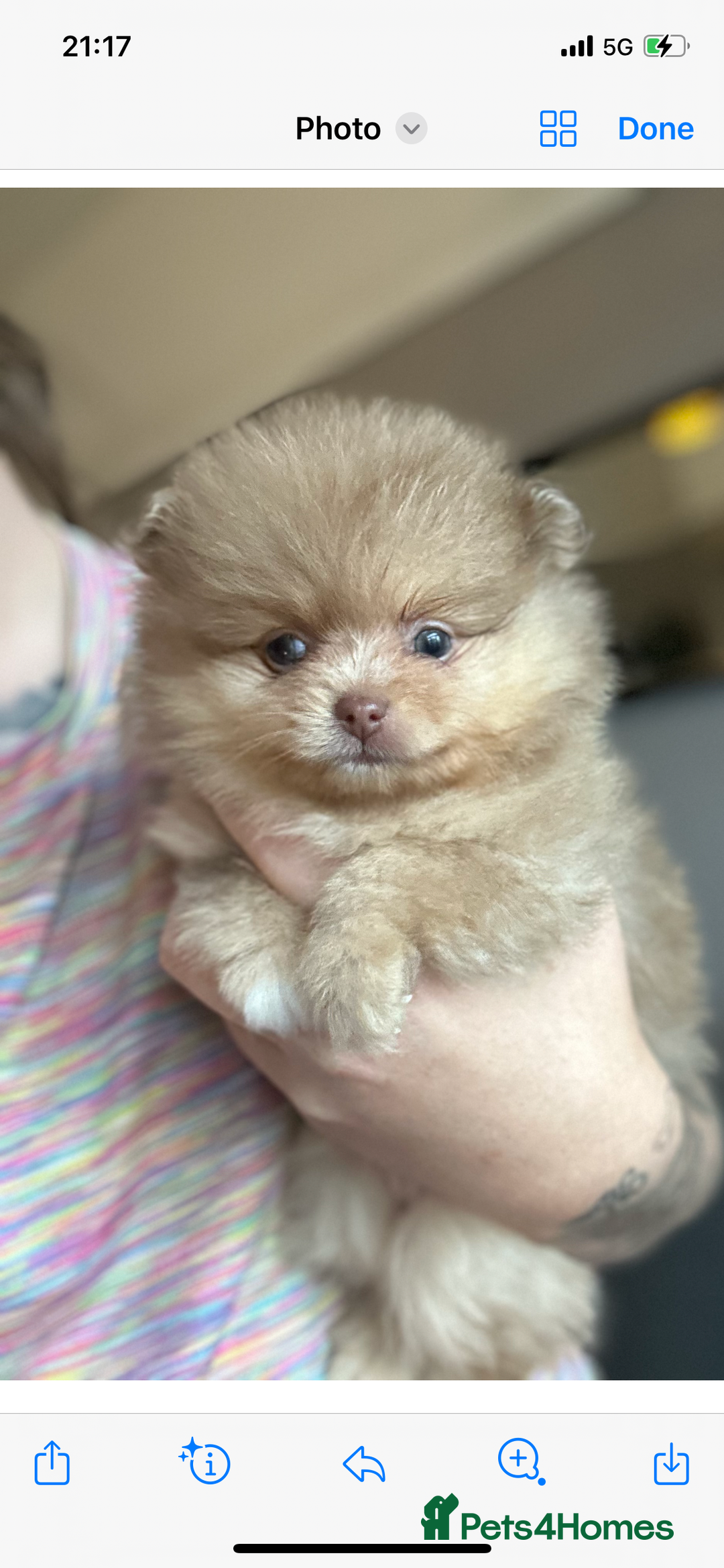 Pomeranian dogs for stud: Cobee (PROVEN)  ( STUD ONLY ) (PRODUCING MERLES)   in Liverpool - Advert 34