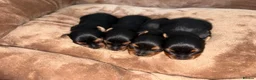 Yorkshire Terrier dogs for sale: Yorkshire terrier puppy’s  in Maidstone - Advert 2