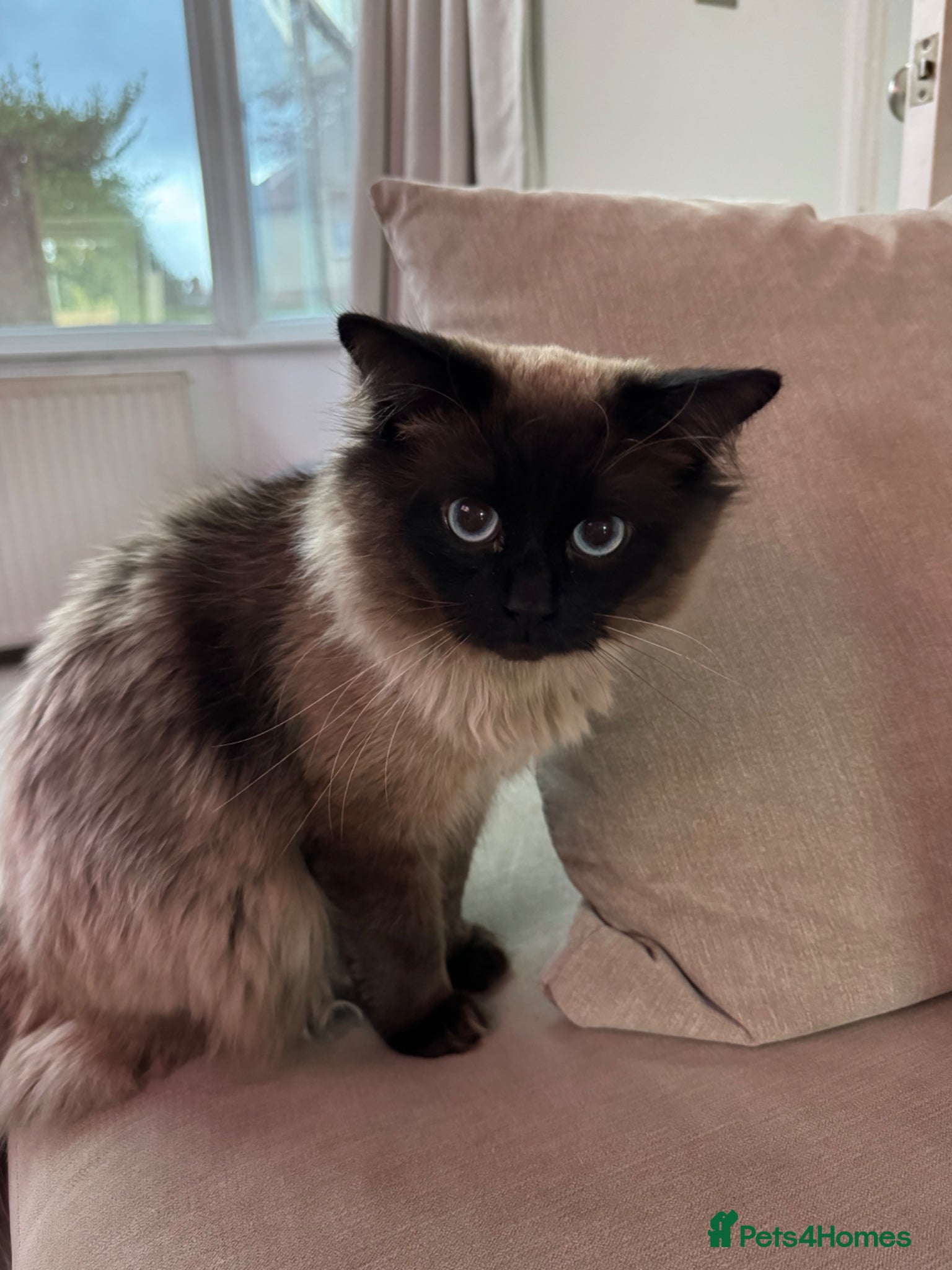 Ragdoll cats Male Ragdoll cat  - Advert 2