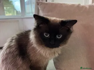 Ragdoll cats Male Ragdoll cat - Advert 1