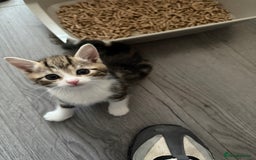 Mixed Breed cats for sale: TABBY/TORTOISESHELL/WHITE KITTENS X5 - Image 9