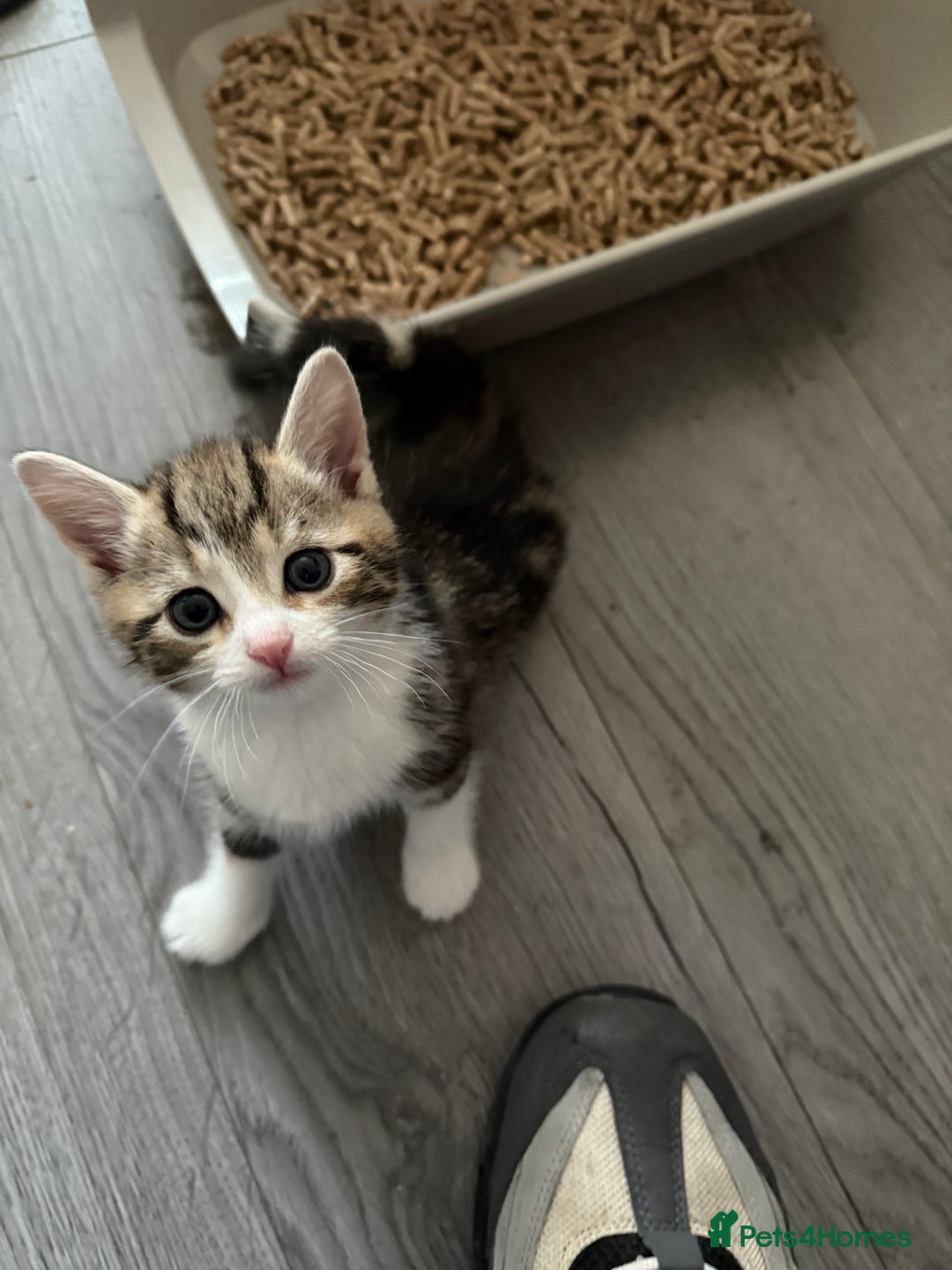 Mixed Breed cats for sale: TABBY/TORTOISESHELL/WHITE KITTENS X5 - Image 9