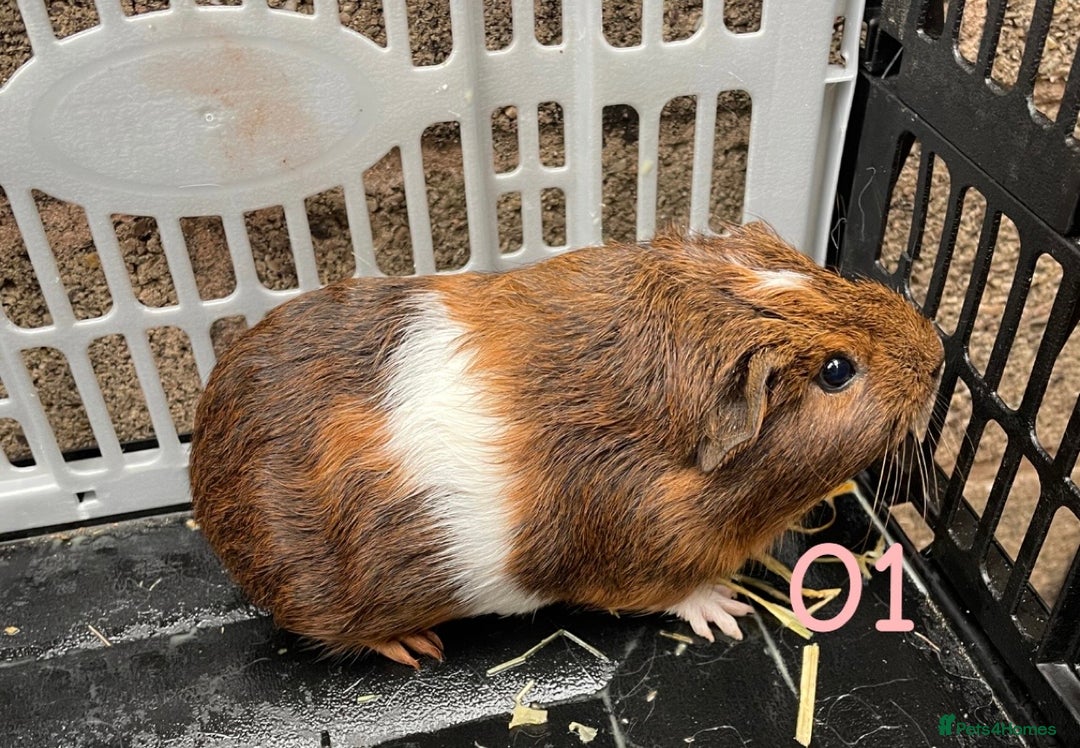 Guinea Pig rodents for sale: Young male and female guinea pigs for sale - Image 2