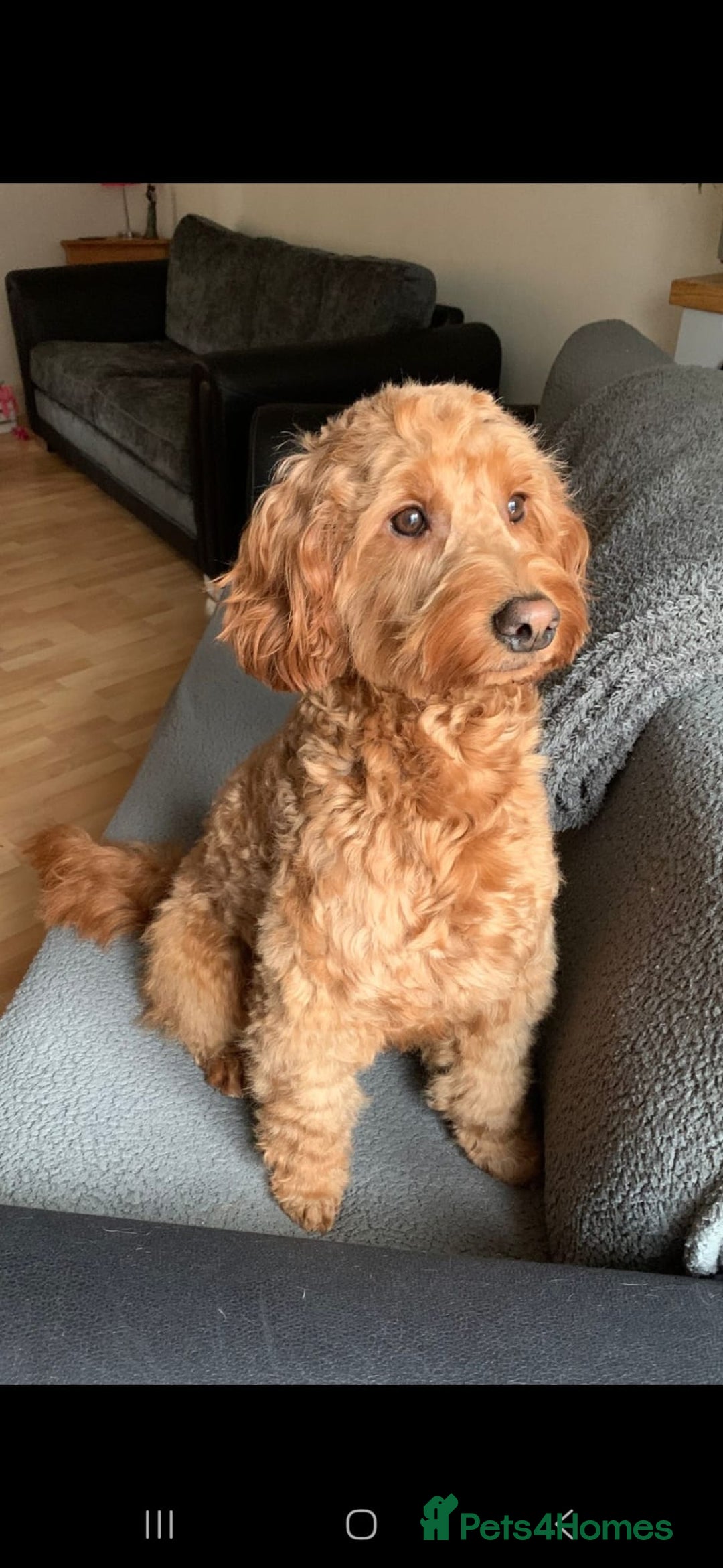 Mixed Breed dogs for sale: Stunning Irish Cockapoodledo's........ - Advert 9