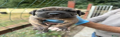 Presa Canario 4