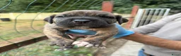 Presa Canario dogs for sale: World class presa canarios  - Advert 14