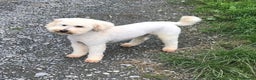 Miniature Poodle dogs for stud: Health Tested Apricot Miniature Poodle for stud in Llandeilo - Advert 1
