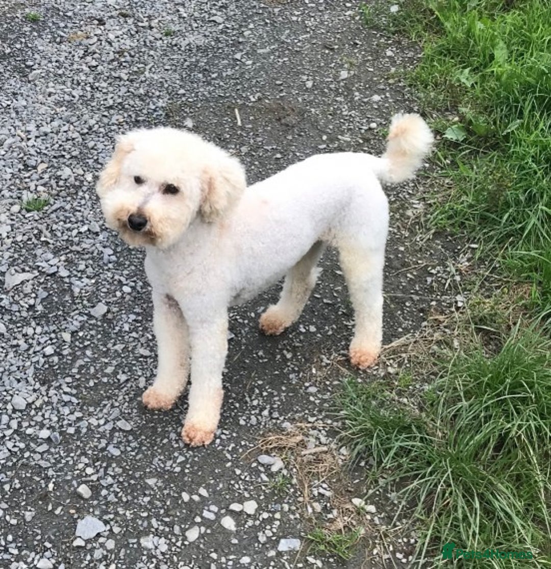 Miniature Poodle dogs for stud: Health Tested Apricot Miniature Poodle for stud in Llandeilo - Advert 1