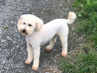 Miniature Poodle dogs in Llandeilo - Advert 6
