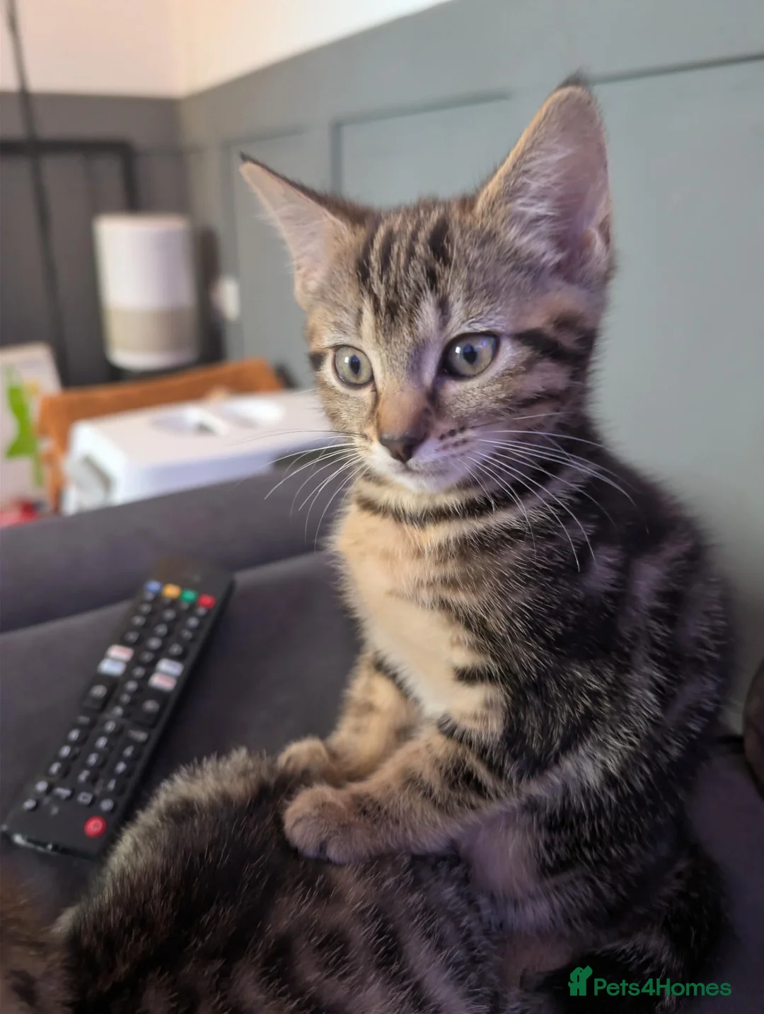 Mixed Breed cats for sale: Beautiful Kittens Seeking Loving Forever Homes in Doncaster - Advert 2