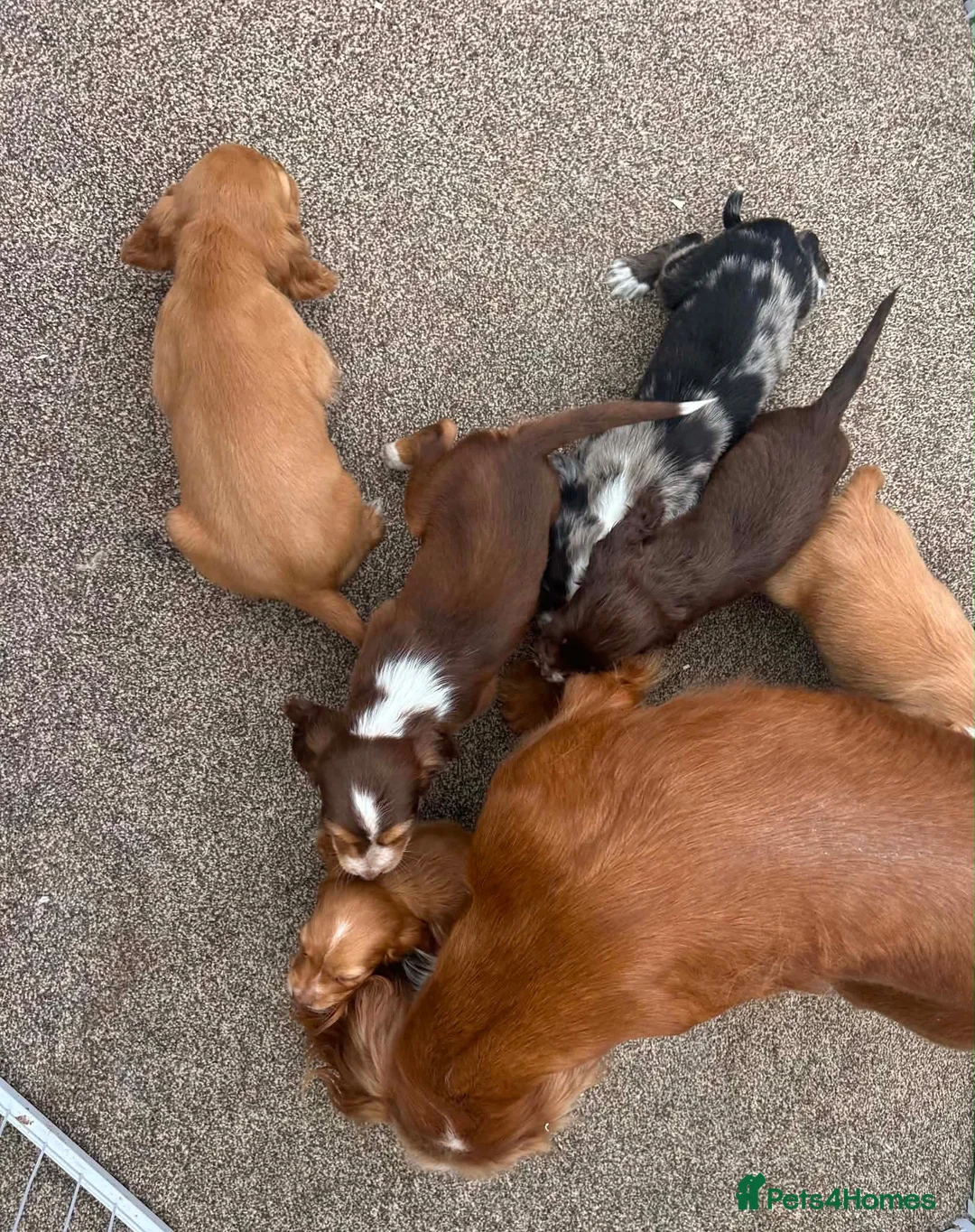 Cocker Spaniel dogs for sale: Cocker spaniel puppy - Advert 1