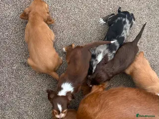 Cocker Spaniel dogs Cocker spaniel puppy - Advert 7