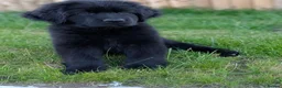 Newfoundland dogs for sale: 9 weeks old Newfoundland puppy  - Advert 6