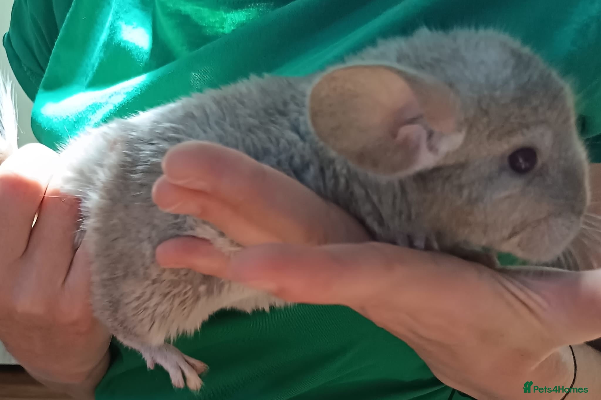Chinchilla rodents Baby chinchillas - Advert 1