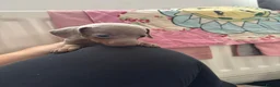 Miniature Dachshund dogs for sale: 5 miniature dacshunds puppies  - Advert 12