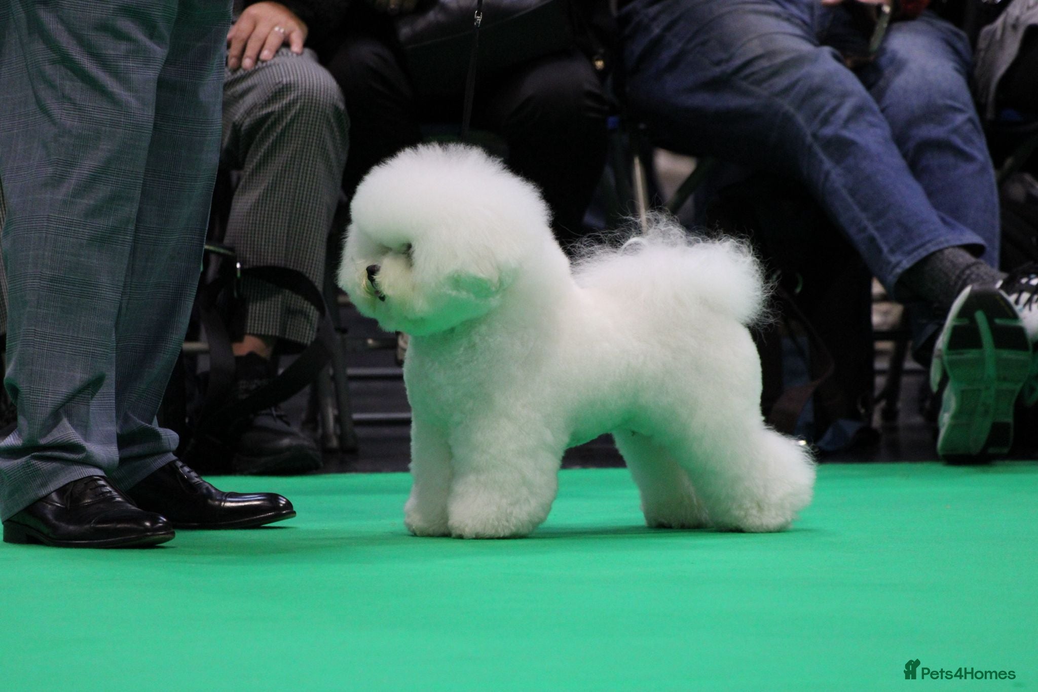 Bichon Frise dogs One Beautiful Boy - Advert 2