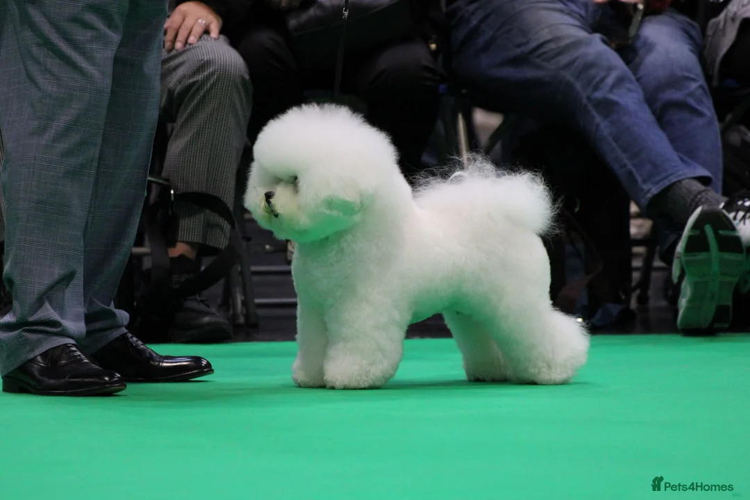 Bichon Frise dogs for sale: One Beautiful Boy - Advert 2